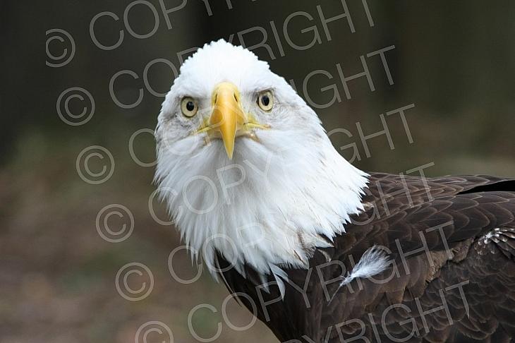 Florida Wildlife